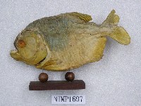 藏品(銀四齒脂鯉)的圖片
